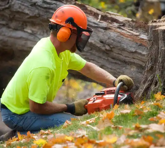 tree services North New Hyde Park